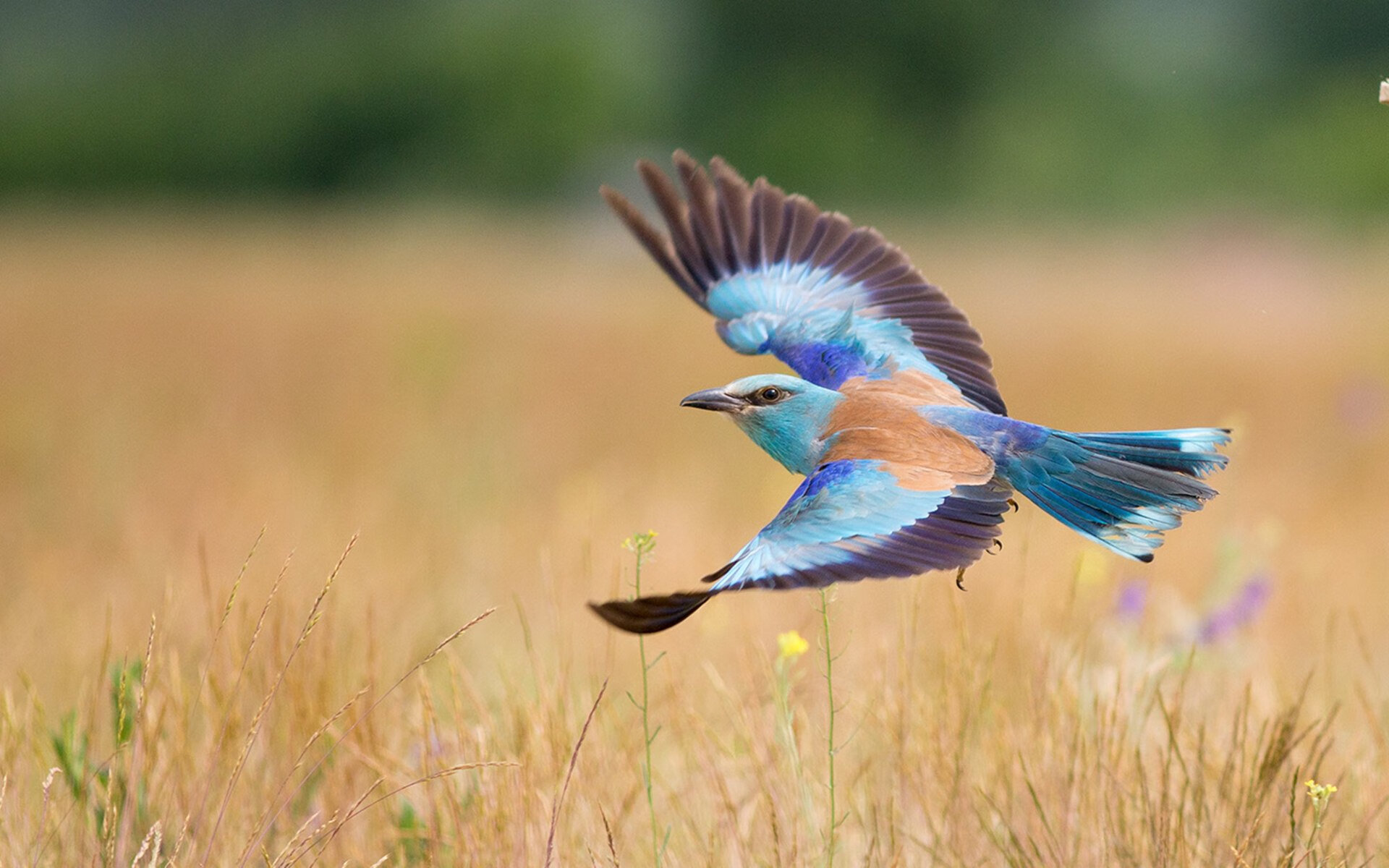 逆袭的共鸣，马刺翻盘鹈鹕如何映照库里在欧冠决赛的统治时刻