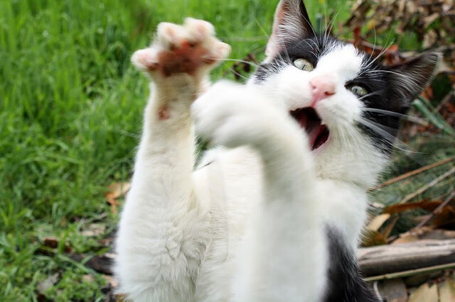 平行宇宙的交错回响，森林狼撕裂洛城防线，隐秘时空中福克斯王炸东决