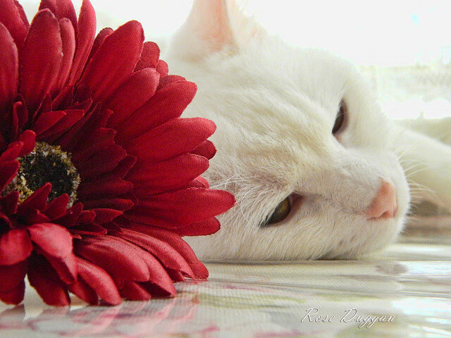 德比硝烟散尽，斗牛士狂舞，当西甲内战遇上国家队的意外狂胜