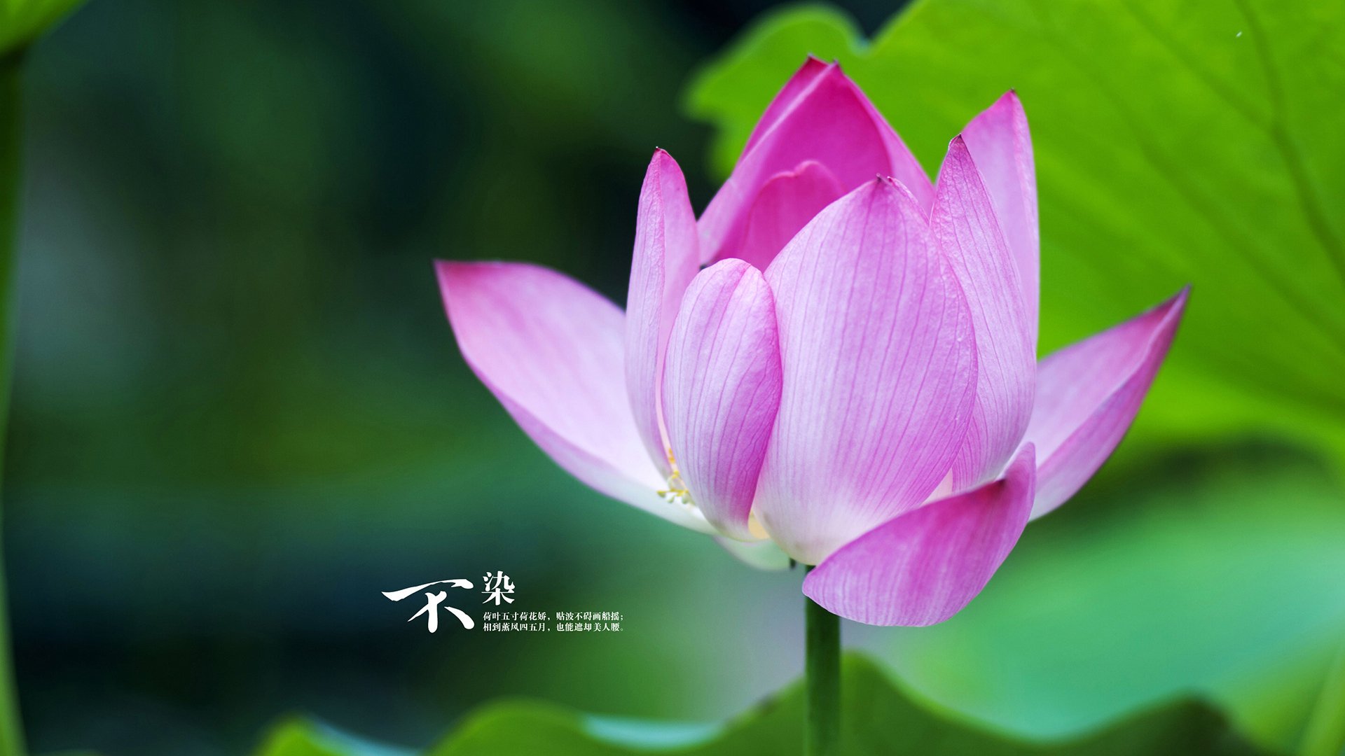 当哈利伯顿降临德甲争冠夜,那个令所有对手无解的战术幽灵