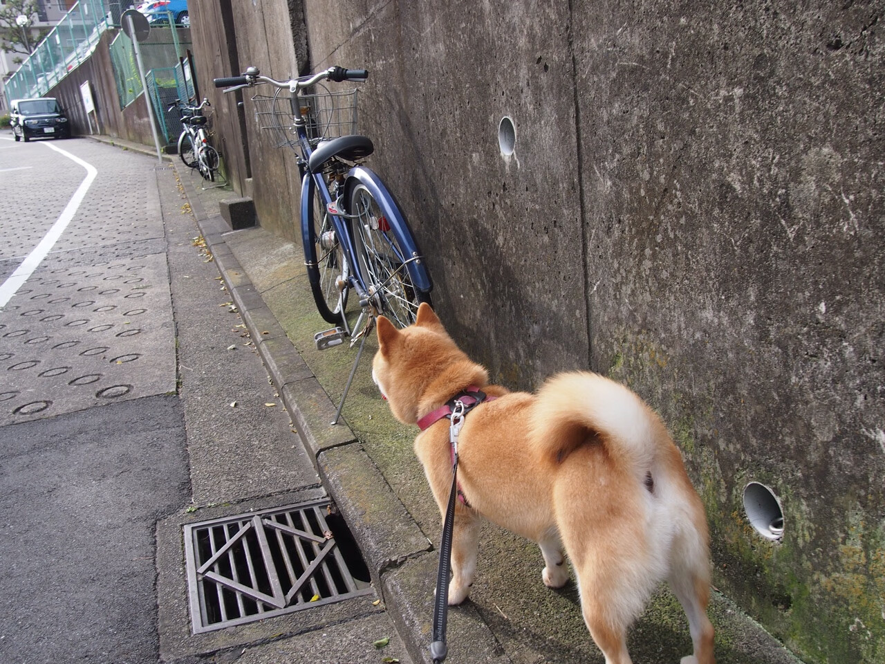 佩德里终场绝杀!勒沃库森泪洒主场,皇家社会上演逆转奇迹