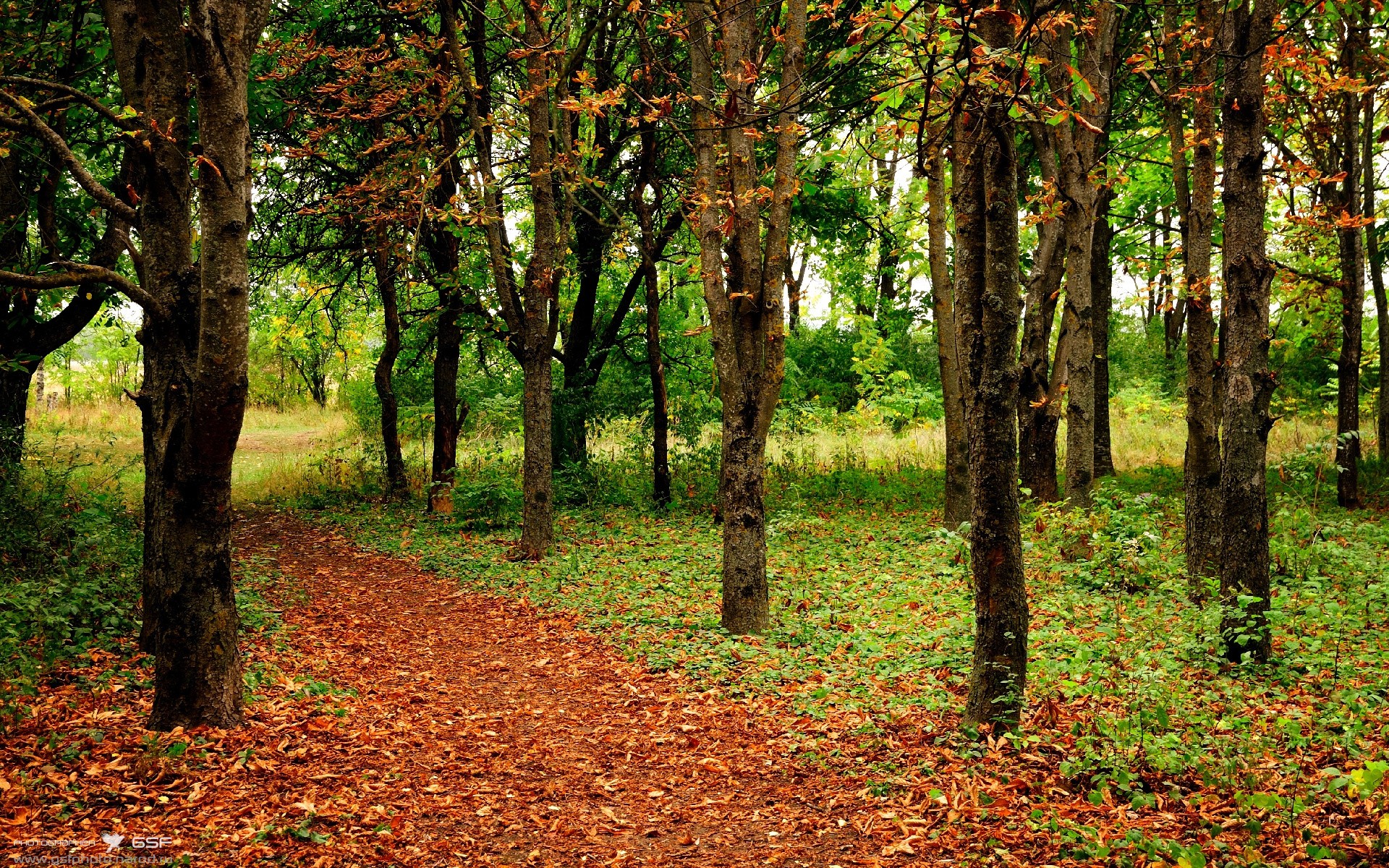 双核制霸，福克斯上演掌控艺术，凯尔特人闪电战击溃76人