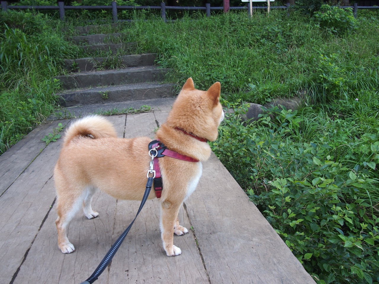 当锡安轰开防守，篮球场迎来欧冠淘汰赛之夜