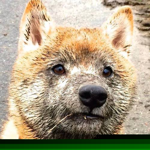 布伦森破网，东契奇封喉，NBA关键战的冰火两重天