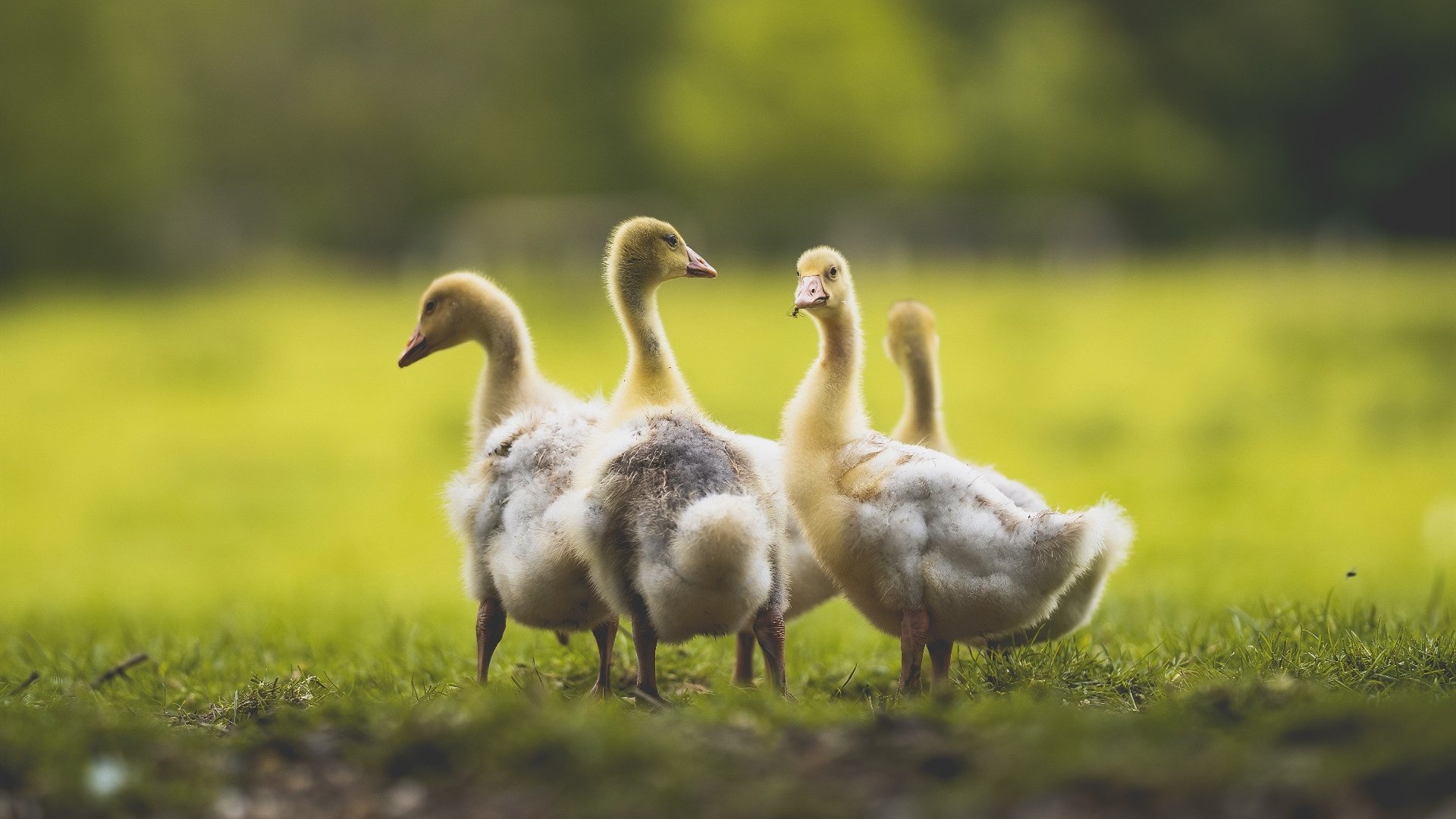 奥运周期的冰火交锋，瑞典与摩洛哥的双重突破之战