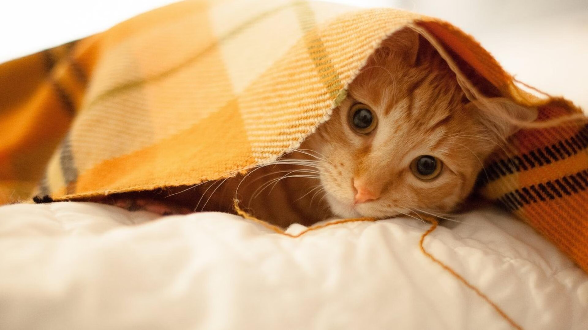 红色高墙的首次崩塌，威尔士无名小卒掀翻曼联，为何是皮克成了关键先生？