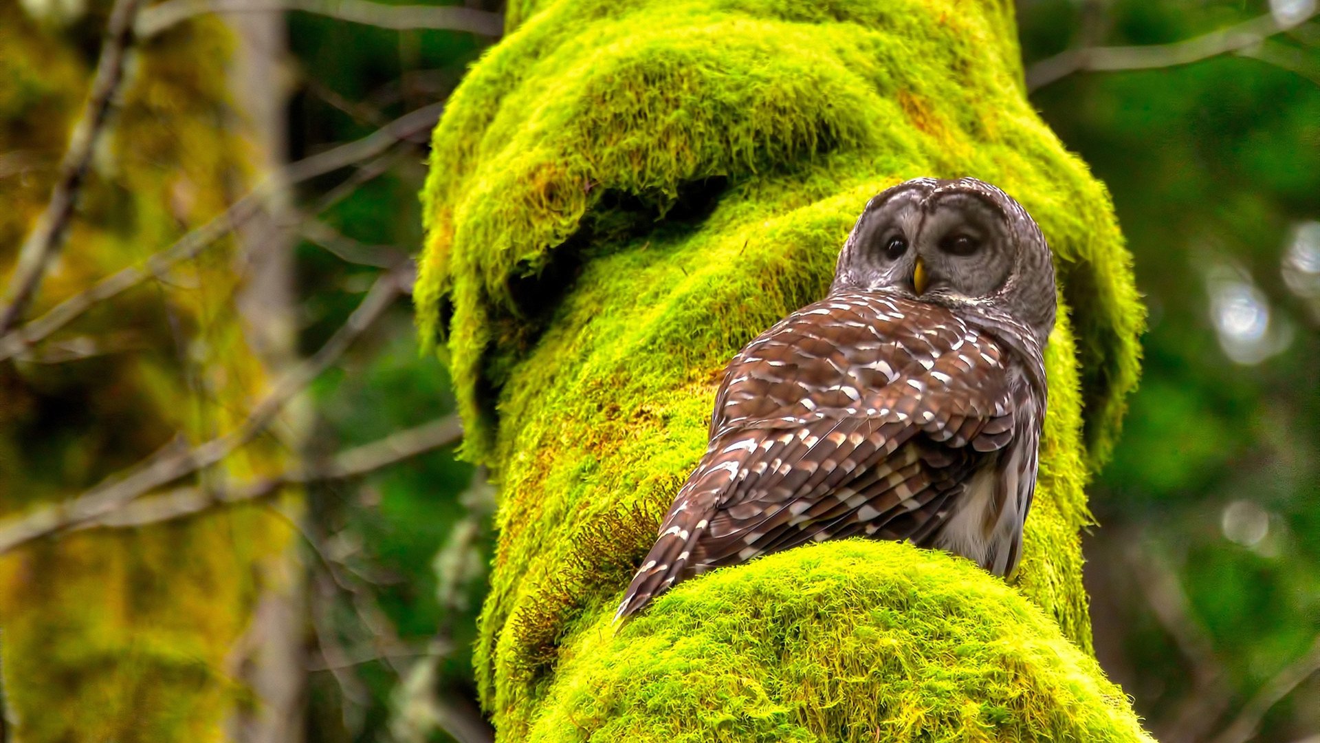 冰与火的对决，厄德高点燃冰岛奇迹，维拉利尔神话于此终结