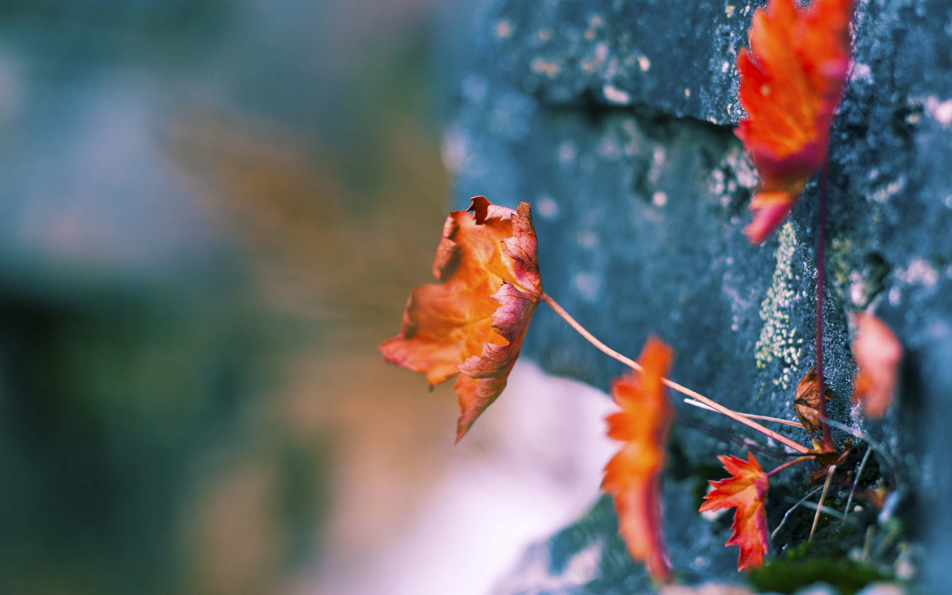 战术板上的黑色闪电，德罗赞与黄蜂如何用一次错误的传球撕裂广厦铜墙铁壁