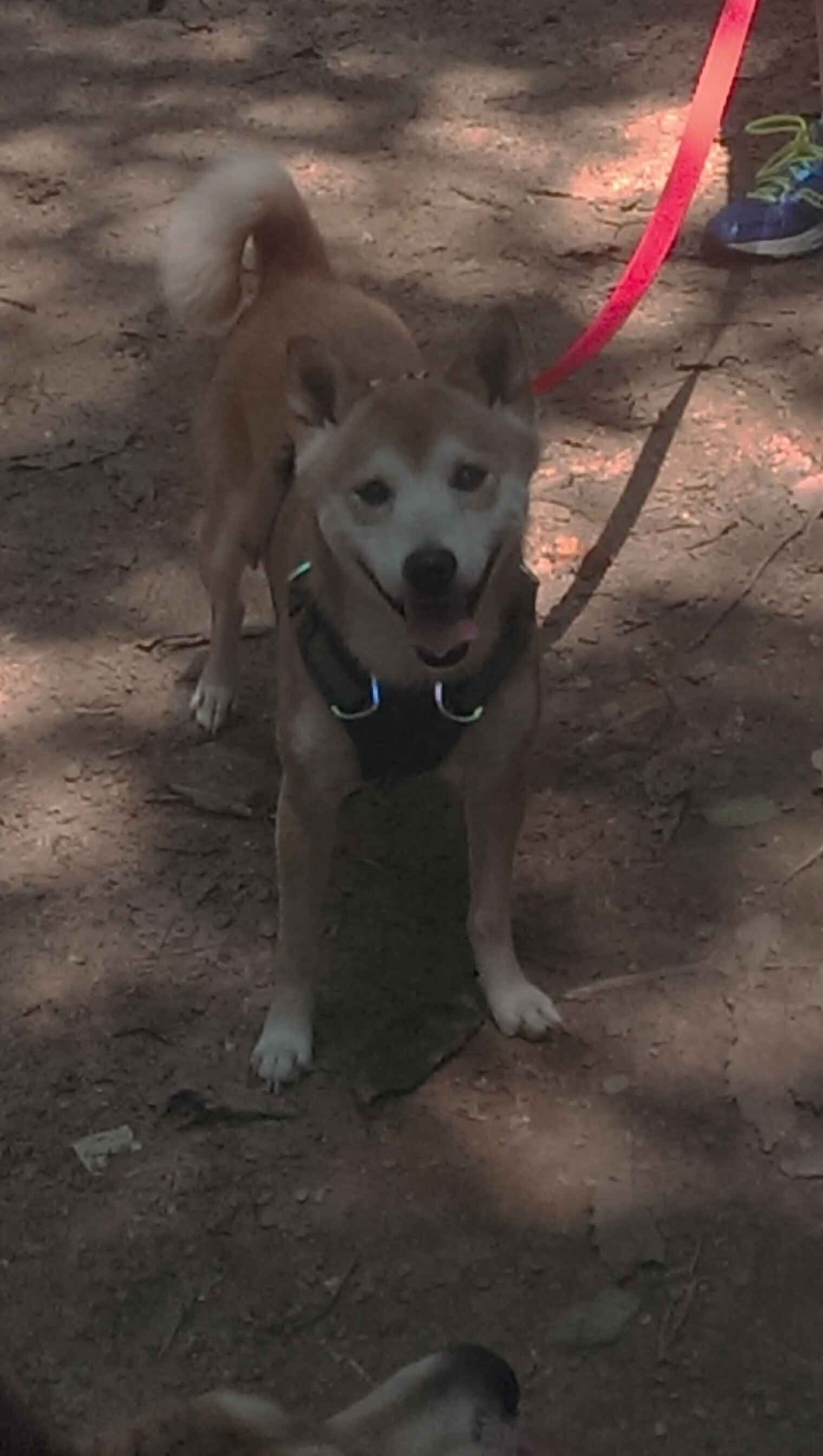 跨时空对决,当山西队用公牛战术,让哈利伯顿变得完全无解