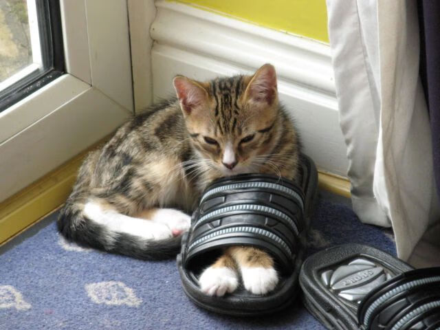 铁塔下的逆袭—劳塔罗一箭穿心,巴黎雨夜翻盘阿尔及利亚