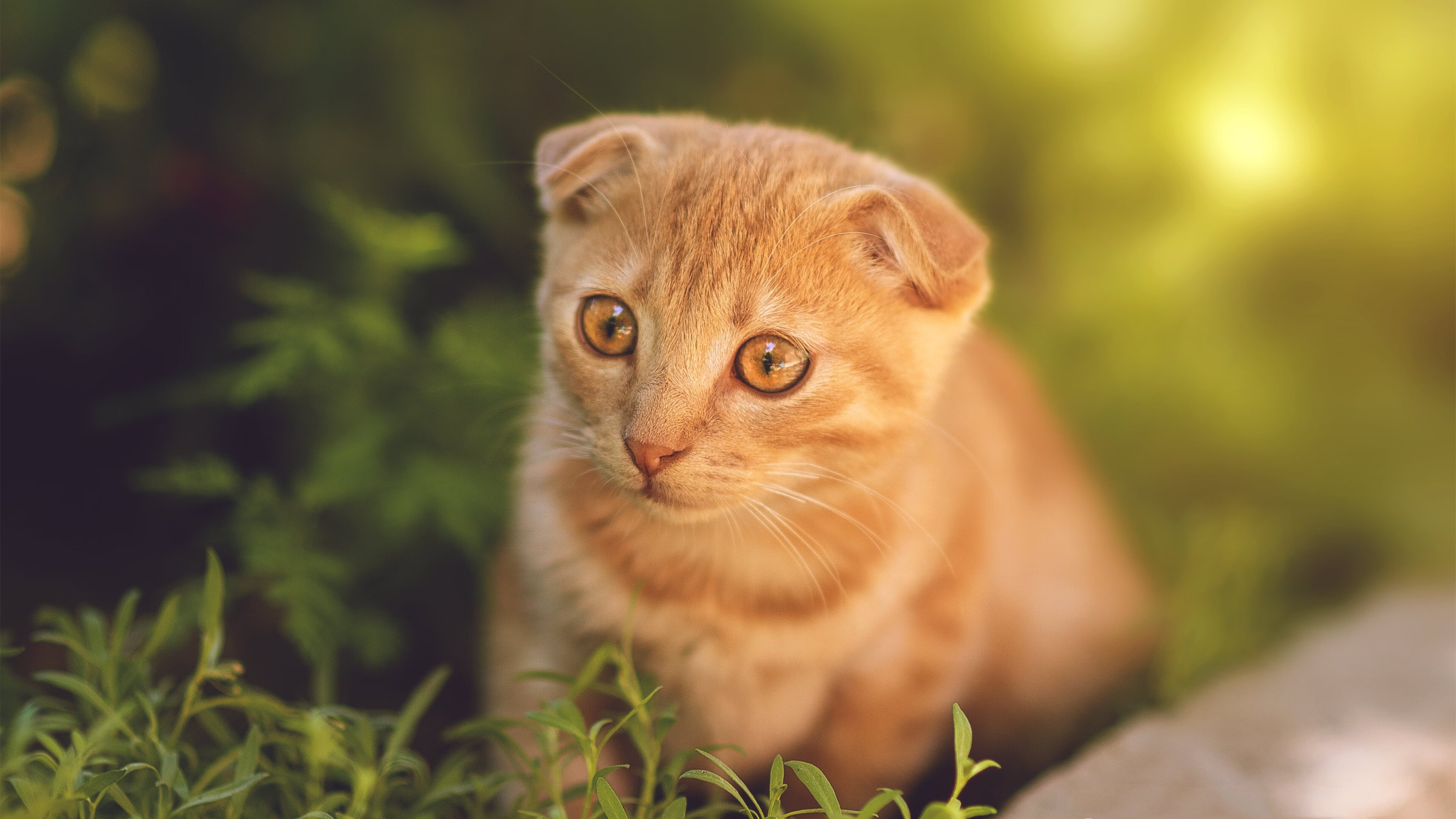 神锋挽天河,伊布关键节点连斩三城,铸就年度焦点之战史诗