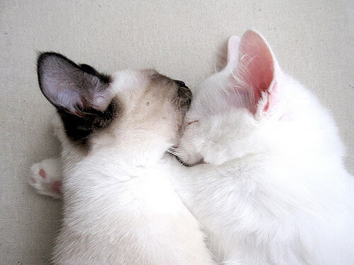 铁幕与飞毯的对决,波兰用三记重拳击碎阿尔及利亚的36年等待