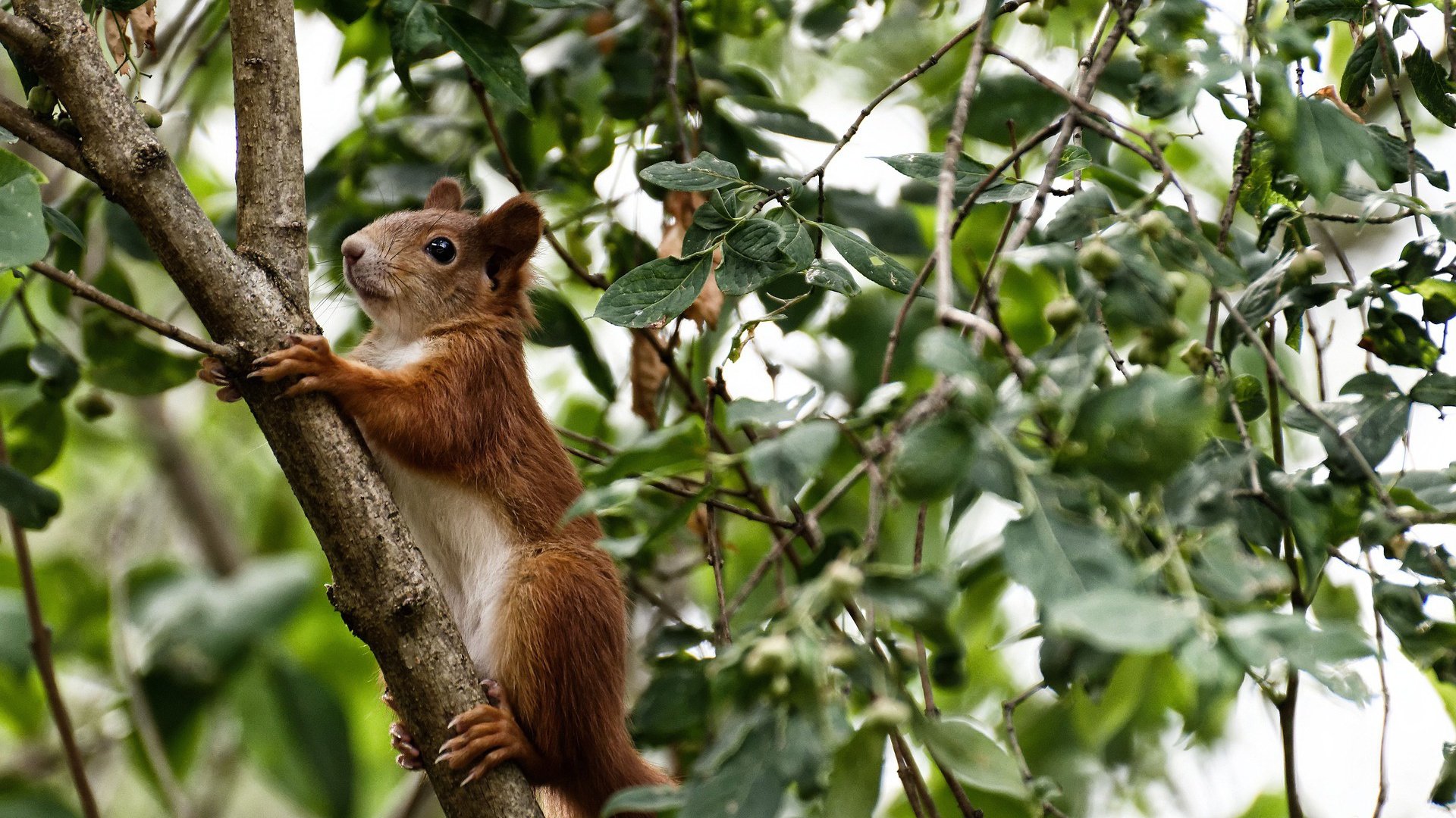 掌控者布伦森，如何像广东队终结比赛般统治赛场