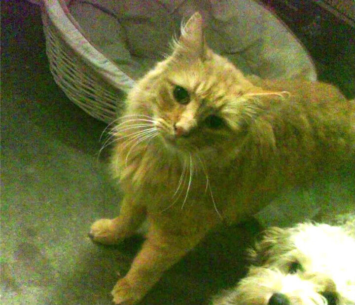 刻下星标，踏碎龙门，当个人丰碑熔铸于集体史诗